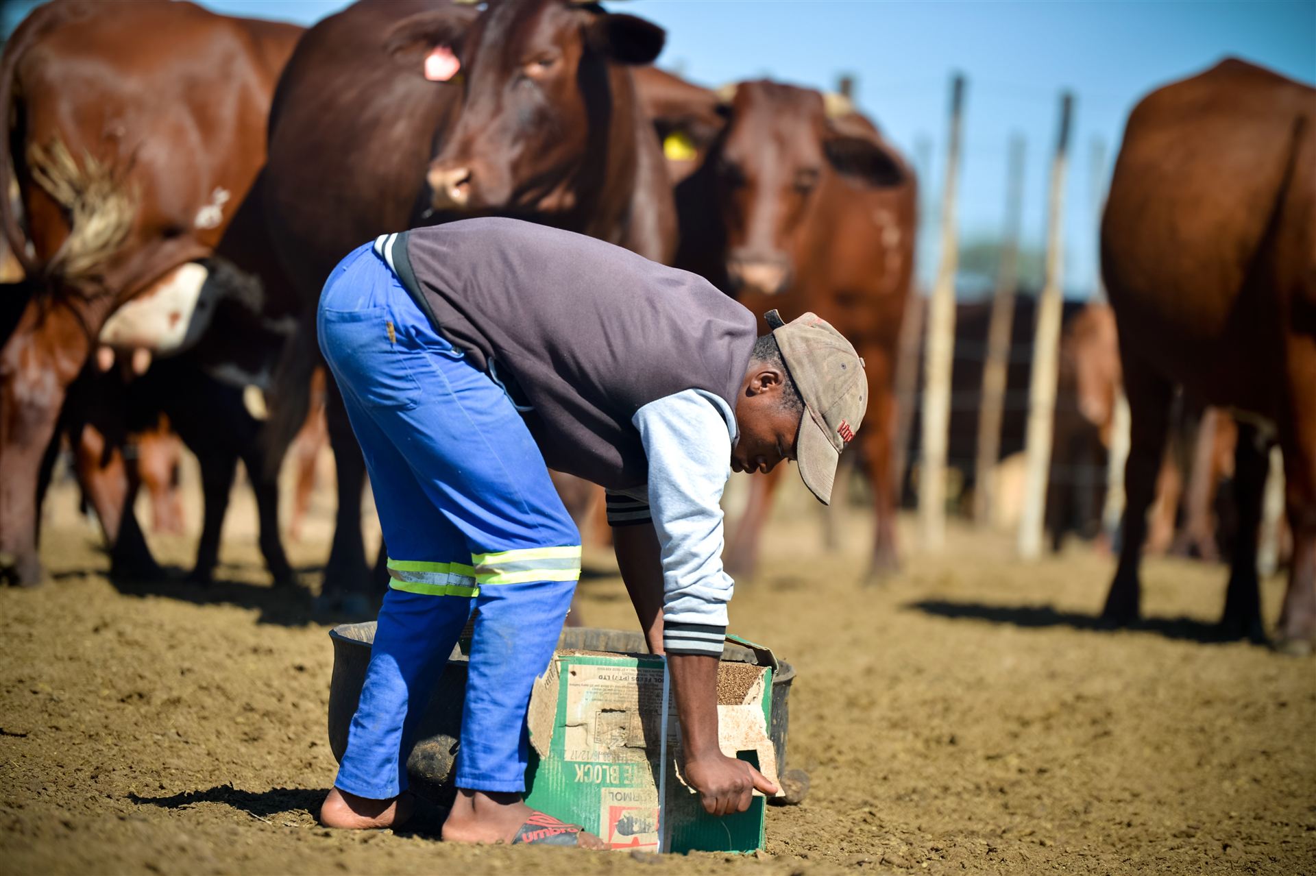 Stockman preparing feed among the cattle