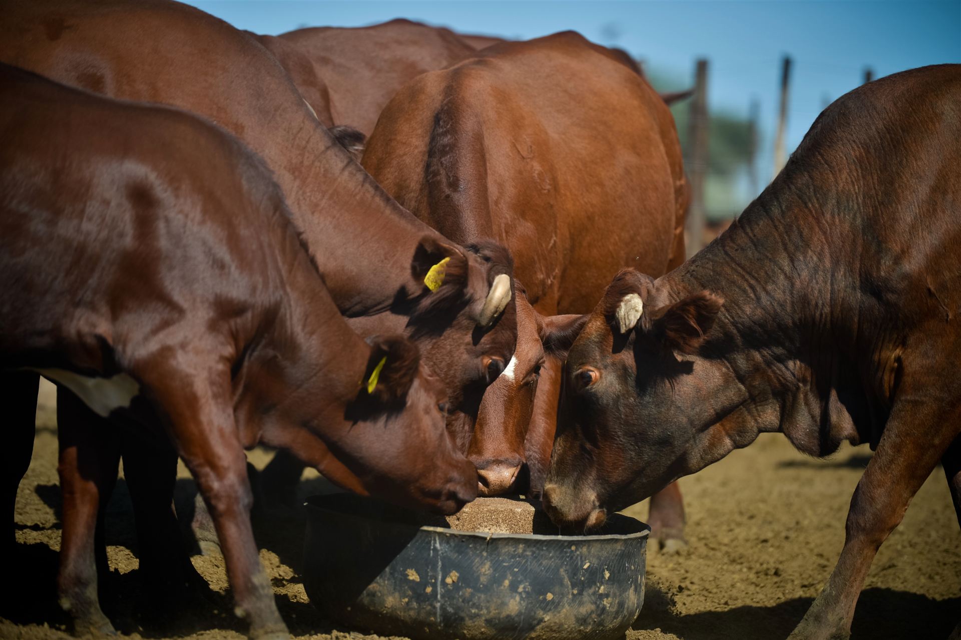 Cattle feeding together at a trough