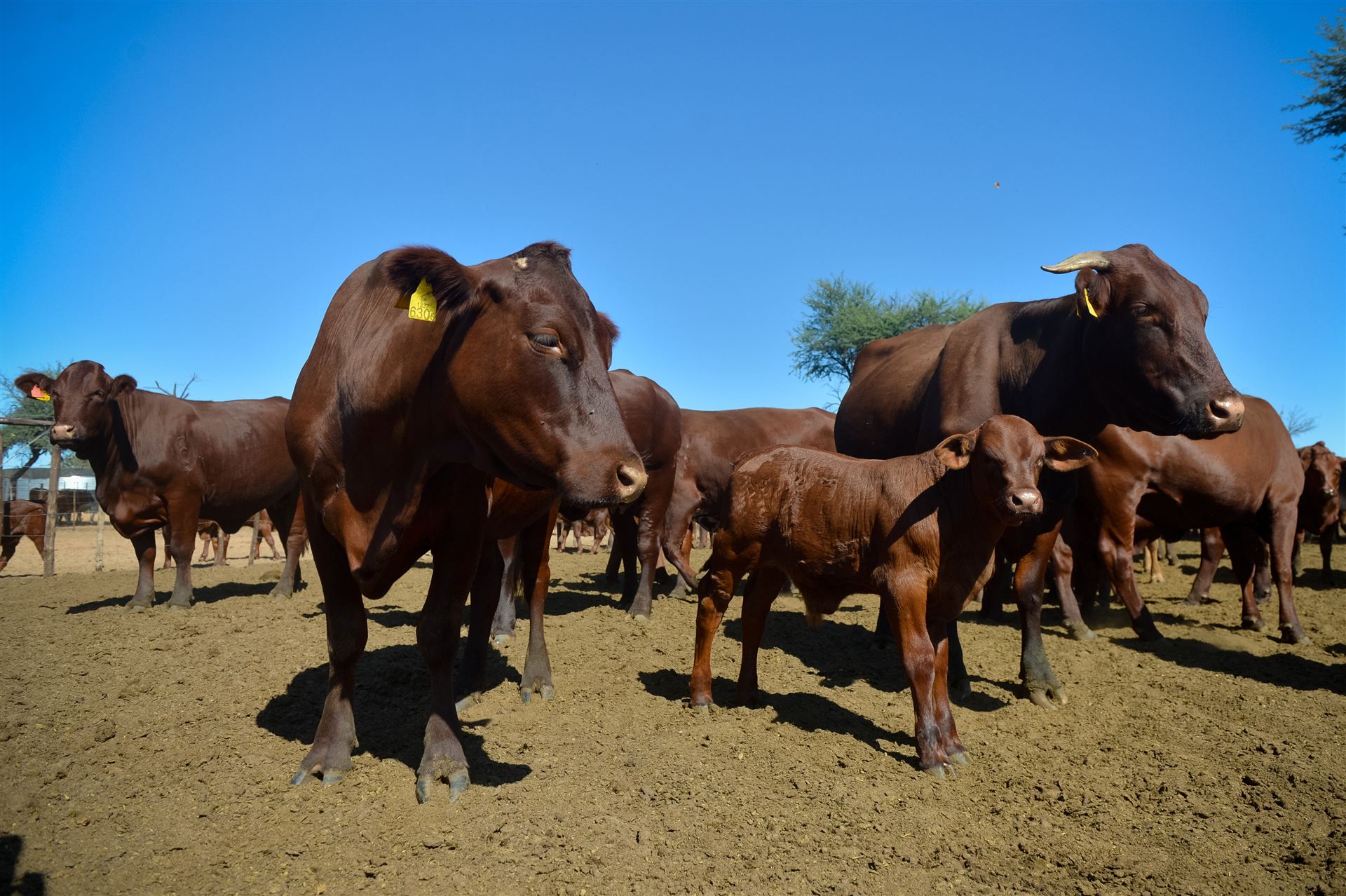 Santa Gertrudis cattle and calf under a wide blue Kalahari sky