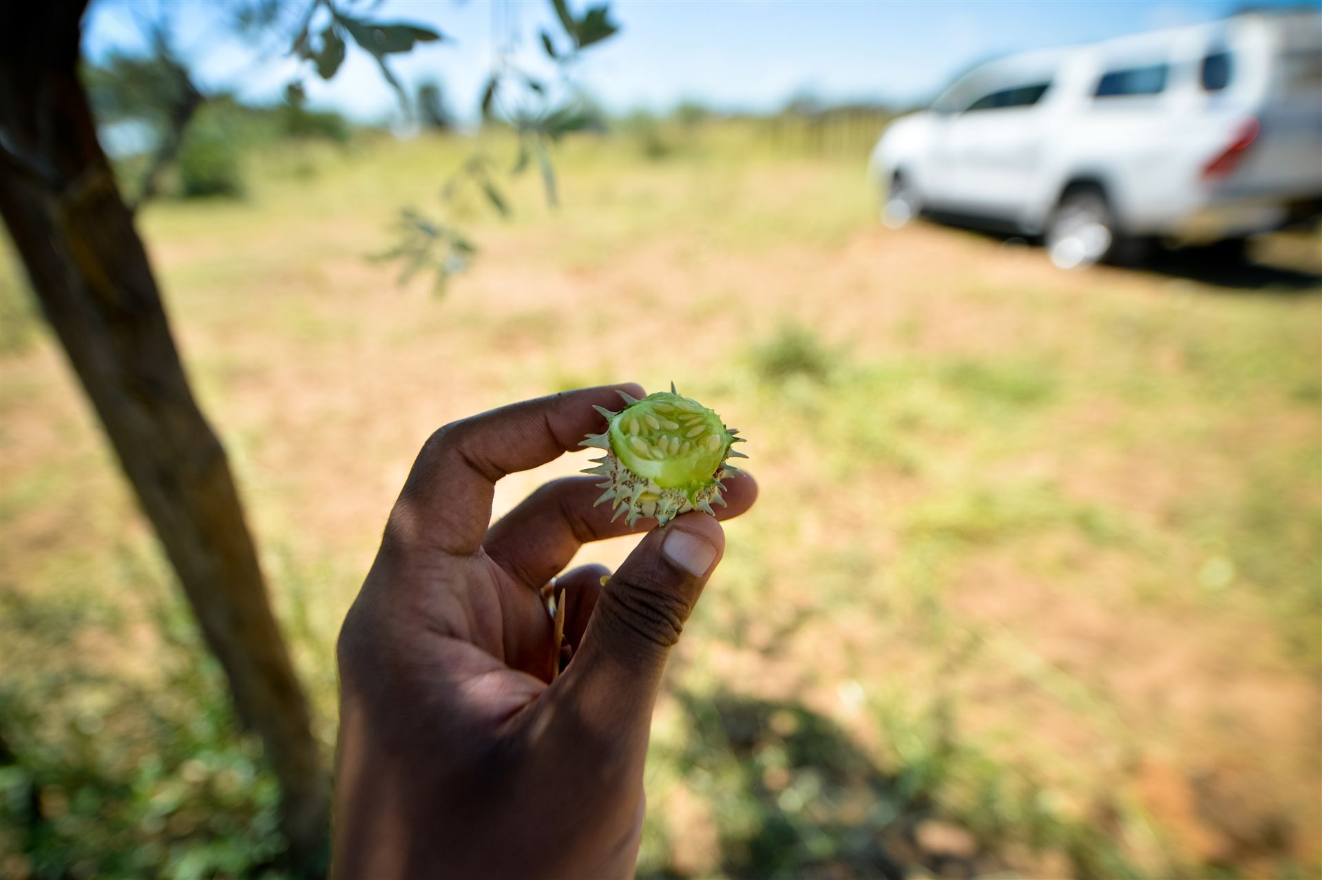 Hand holding a wild Kalahari cucumber