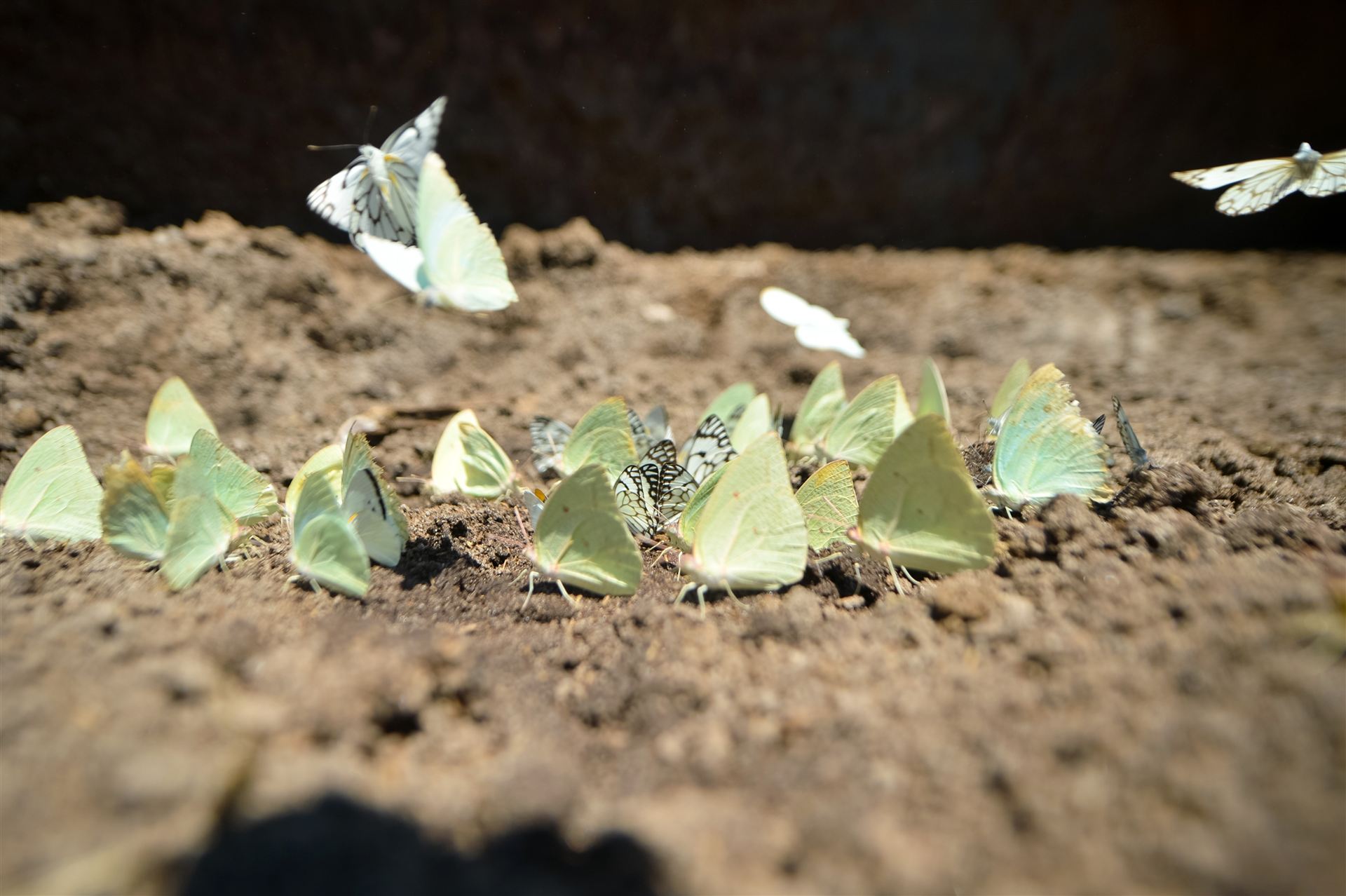 White Kalahari butterflies on red soil