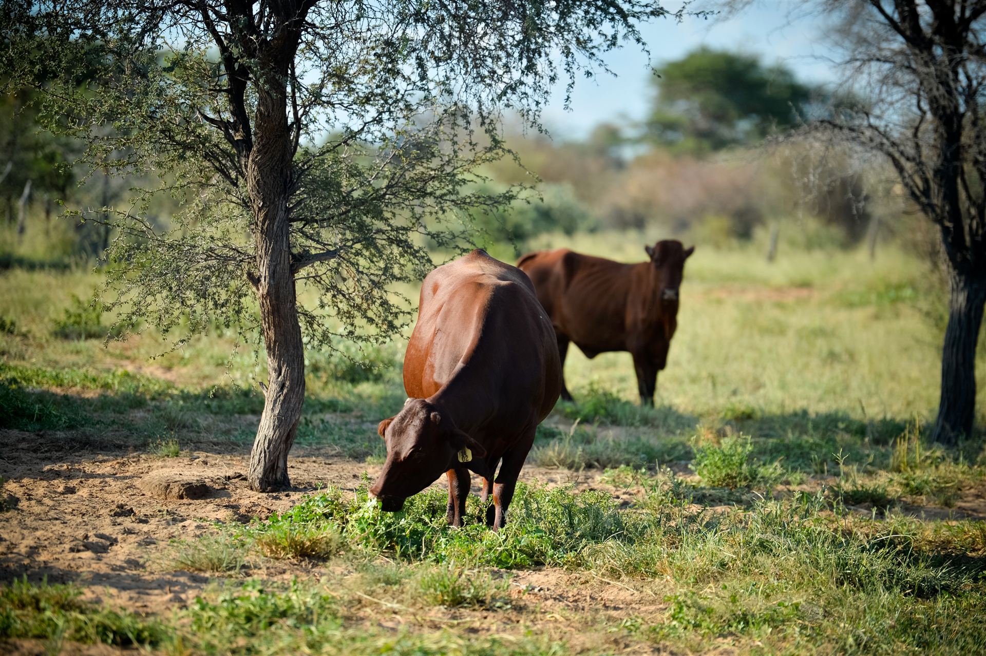 Cattle grazing among camelthorn trees