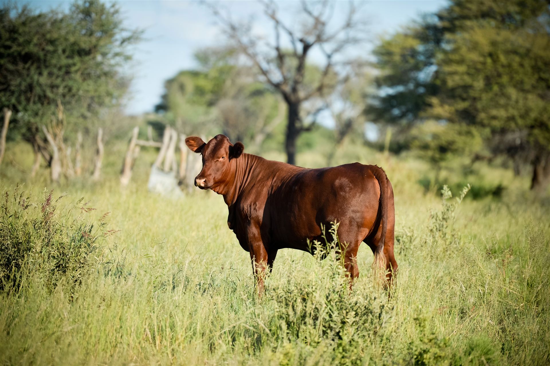 Cattle grazing green Kalahari veld among trees