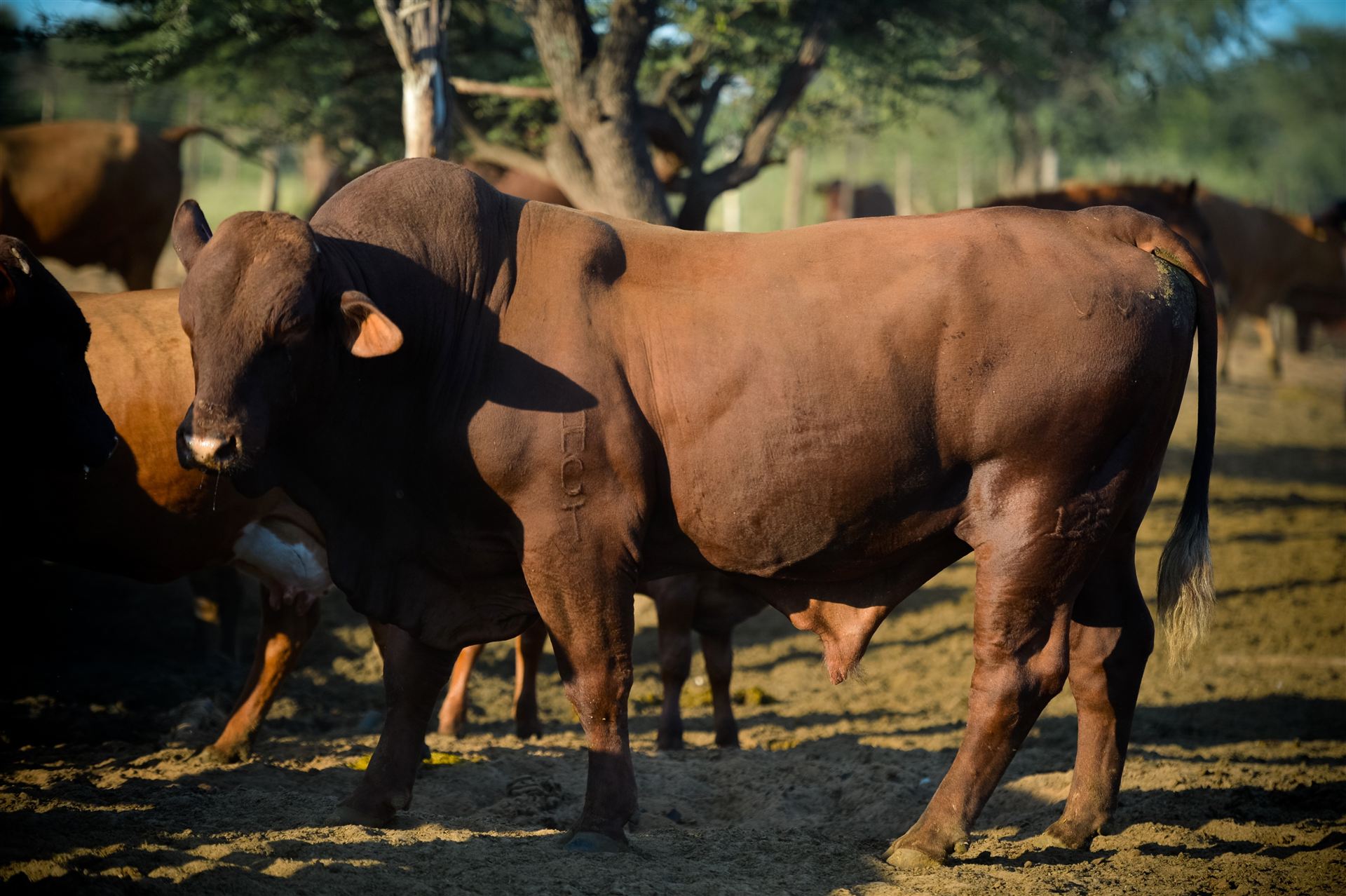 Powerful Santa Gertrudis bull in the kraal