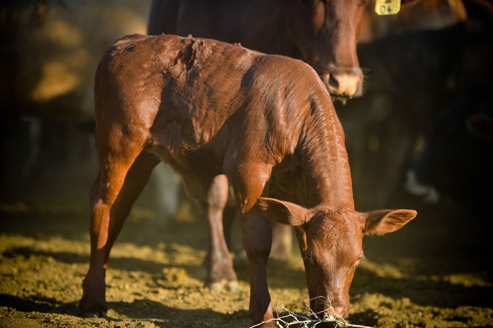 Young calf grazing in golden light
