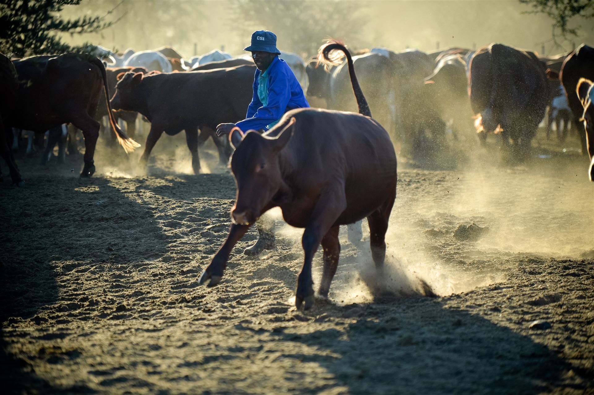Herder working cattle in golden dust