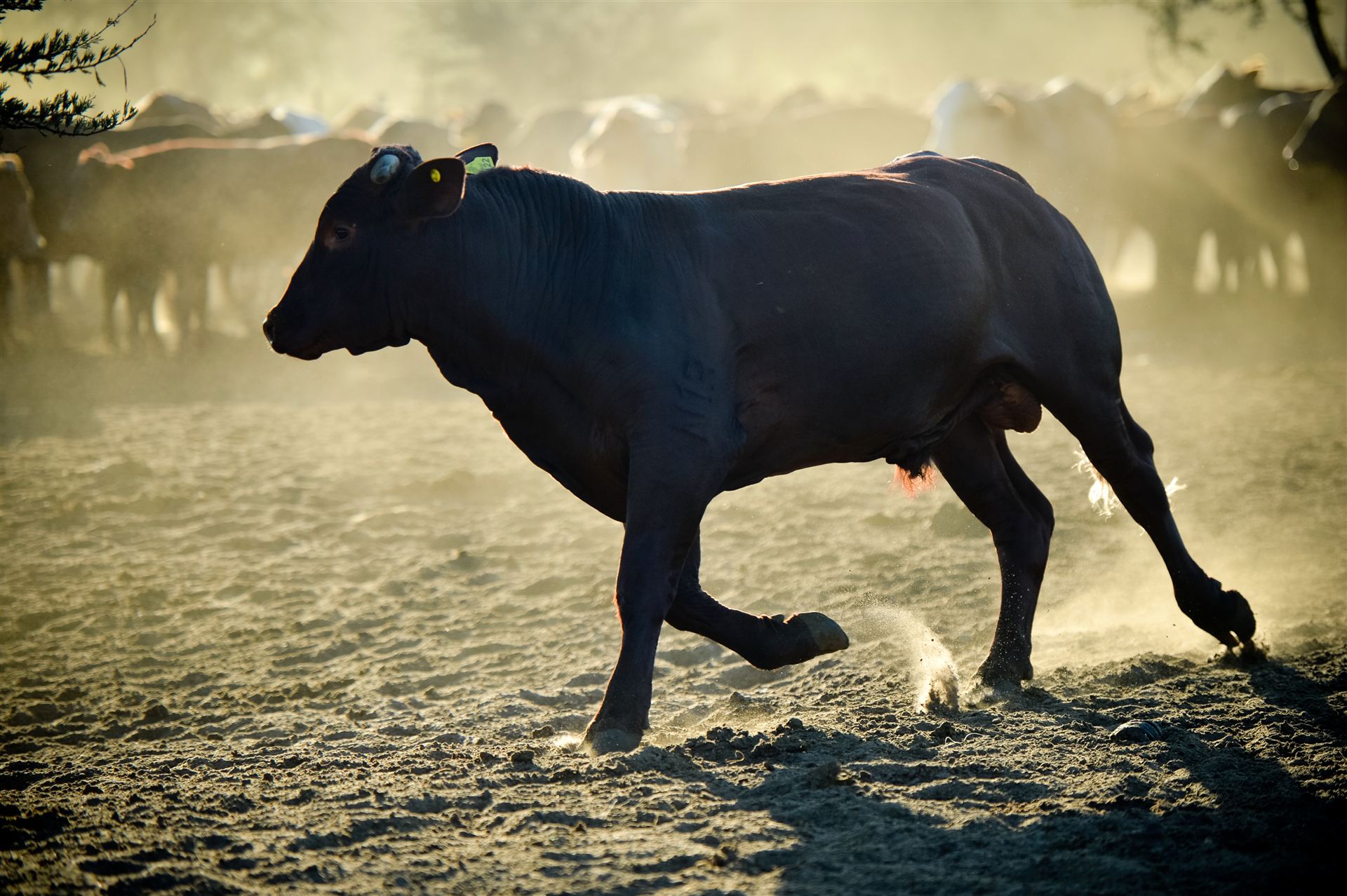 Bull running through morning dust