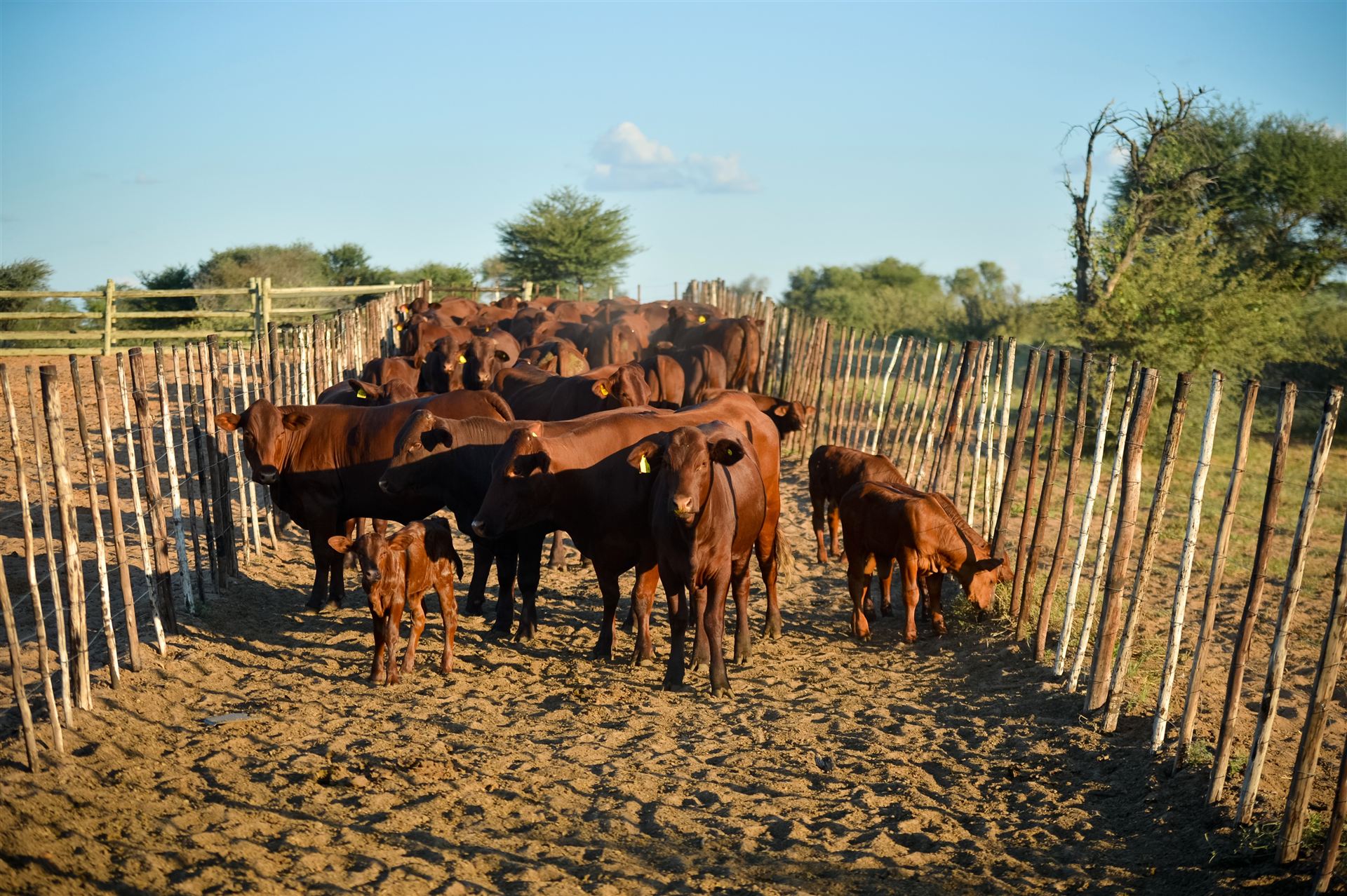 Herd of Santa Gertrudis cattle walking a fenced corridor on the ranch