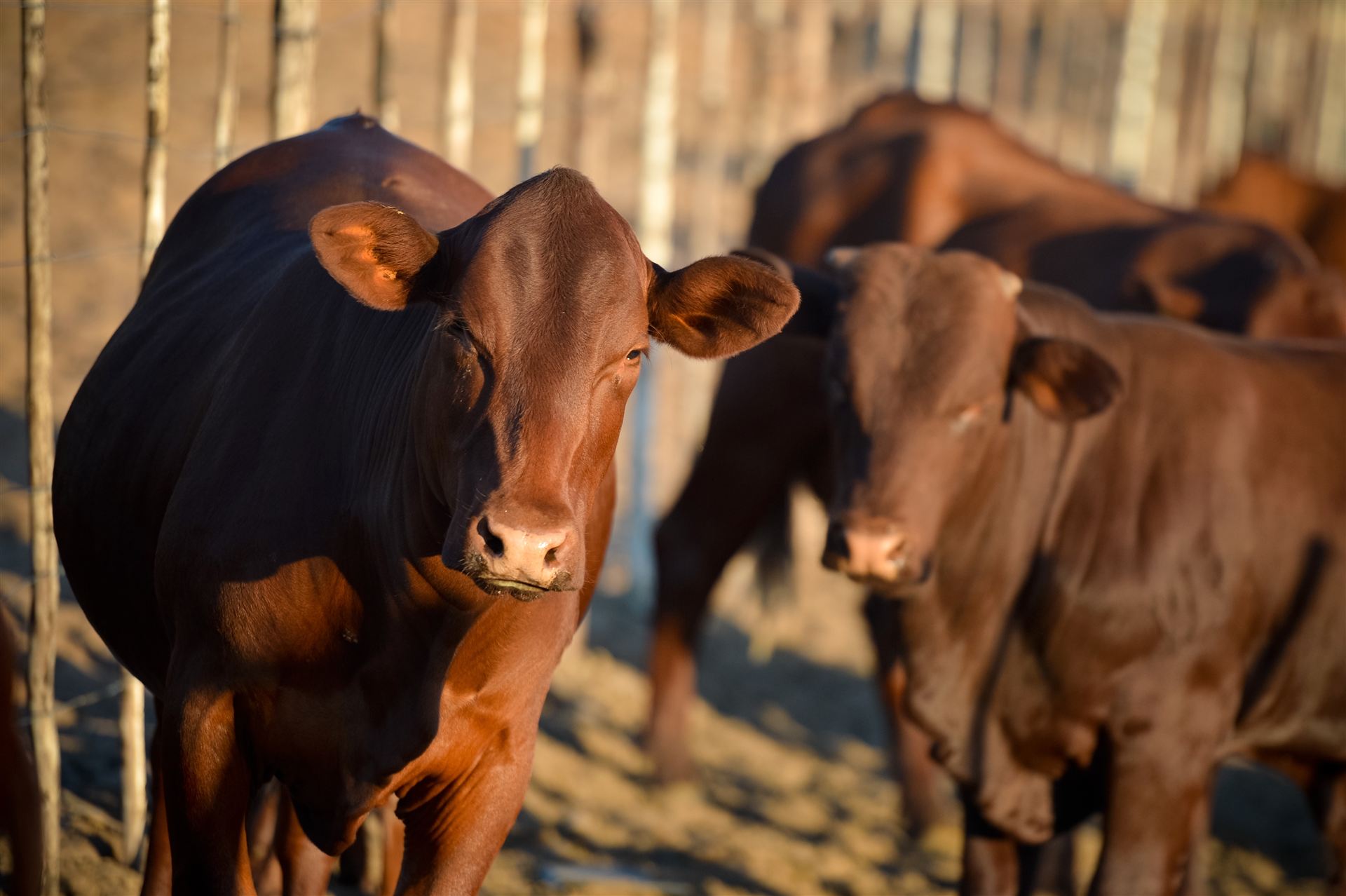 Herd walking the fence line at dusk