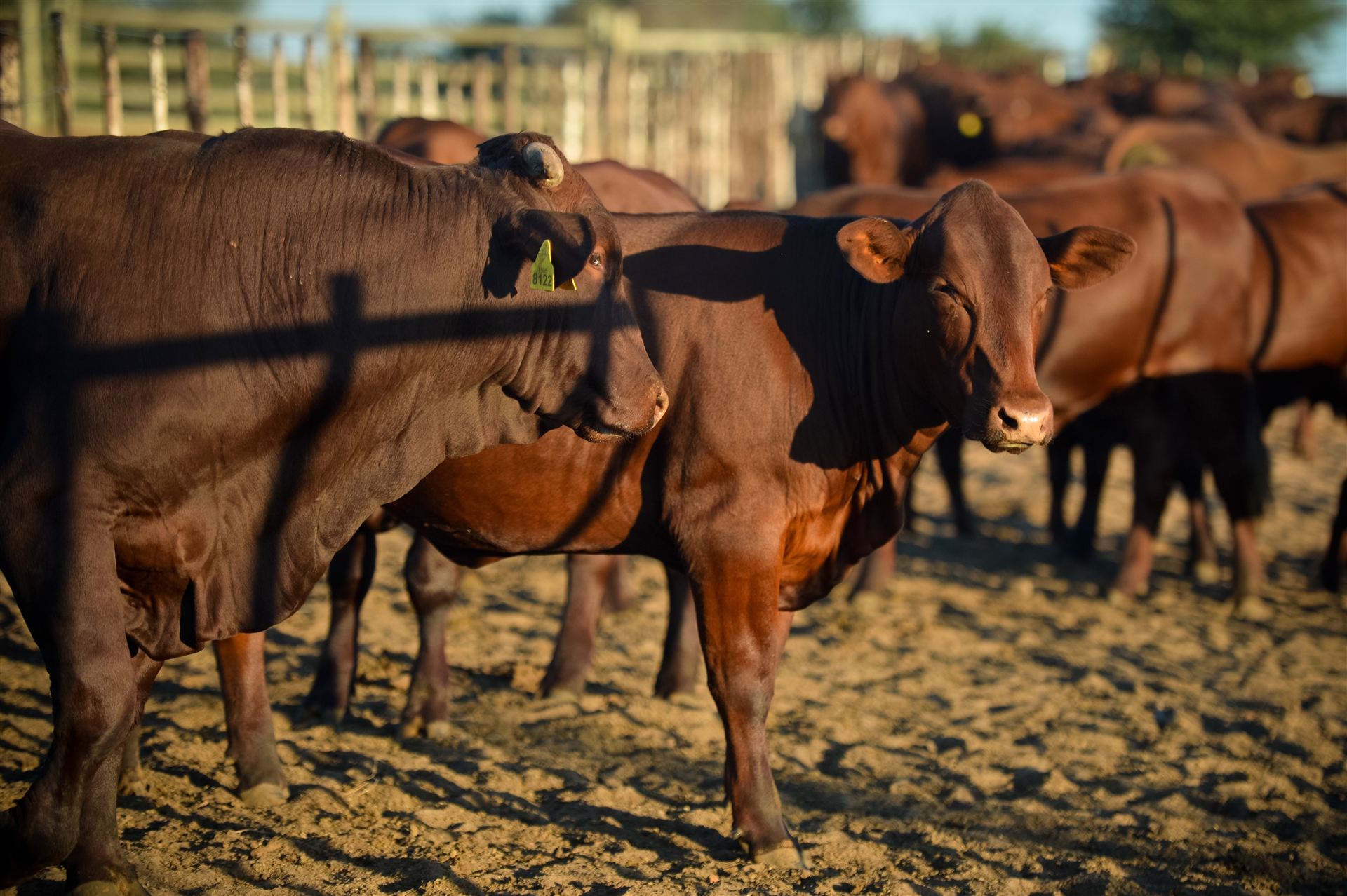 Cattle in golden sunset grass
