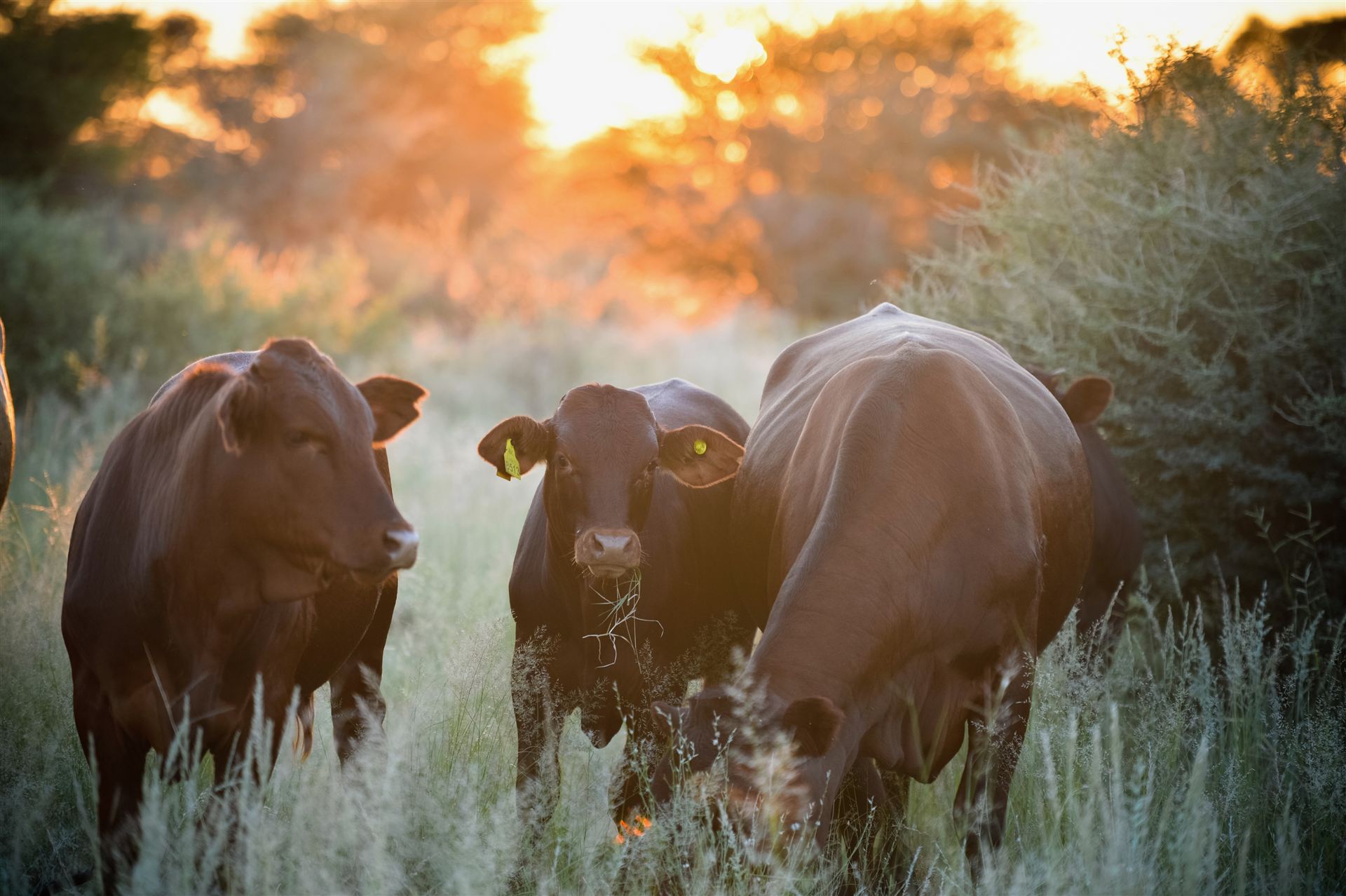Santa Gertrudis cattle grazing at sunset on the Kalahari veld