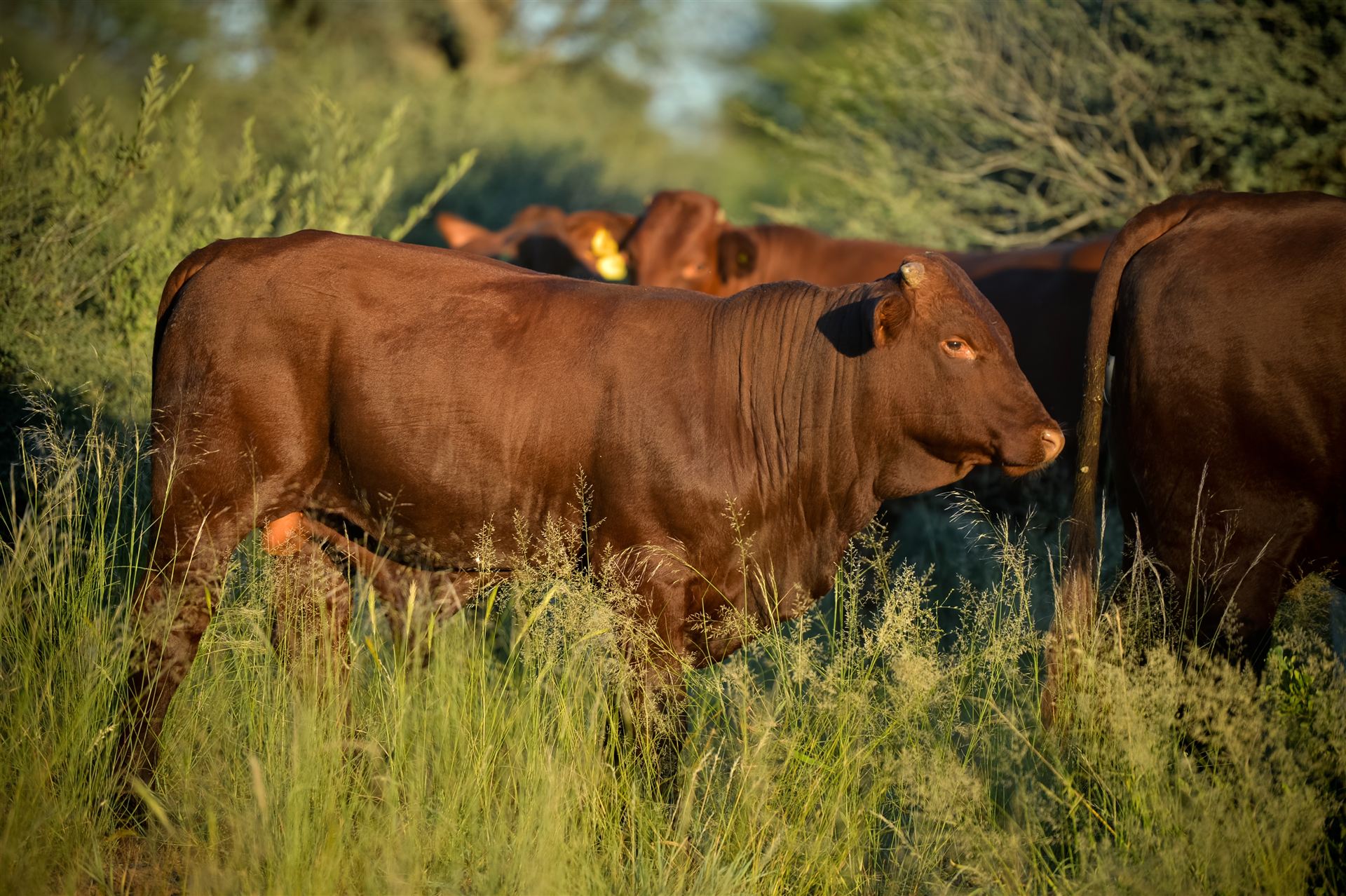 Santa Gertrudis bull standing in tall Kalahari grass