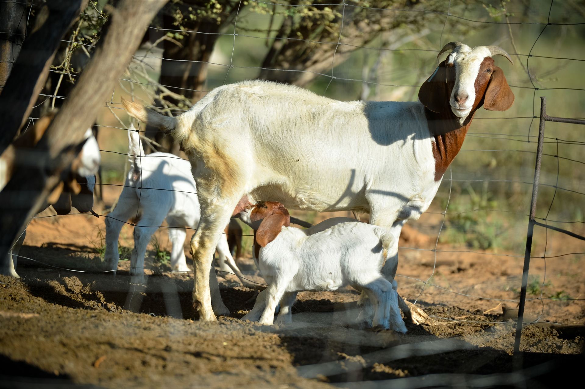 Boer goat ewe with nursing kids