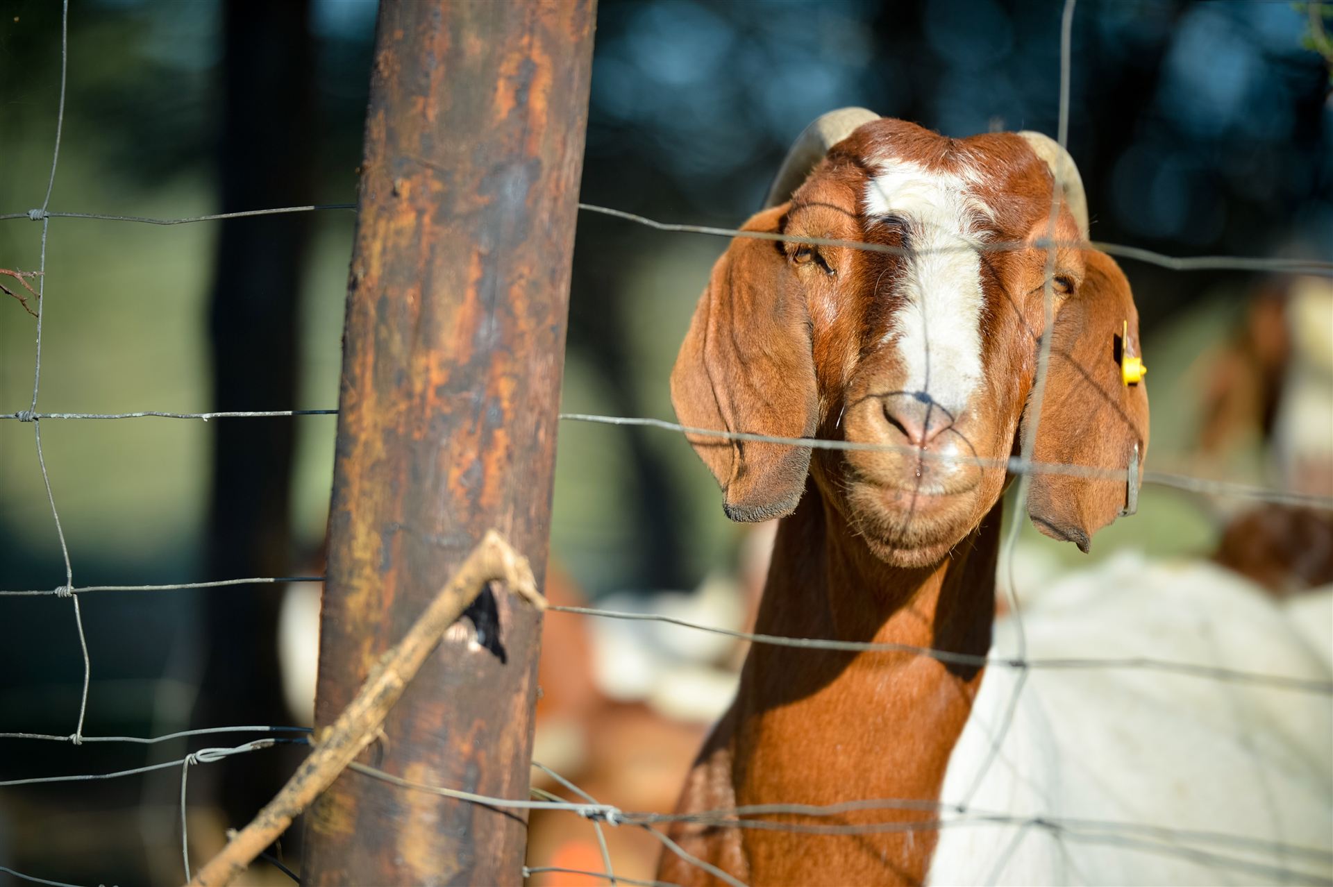 Boer goat looking through a wire fence