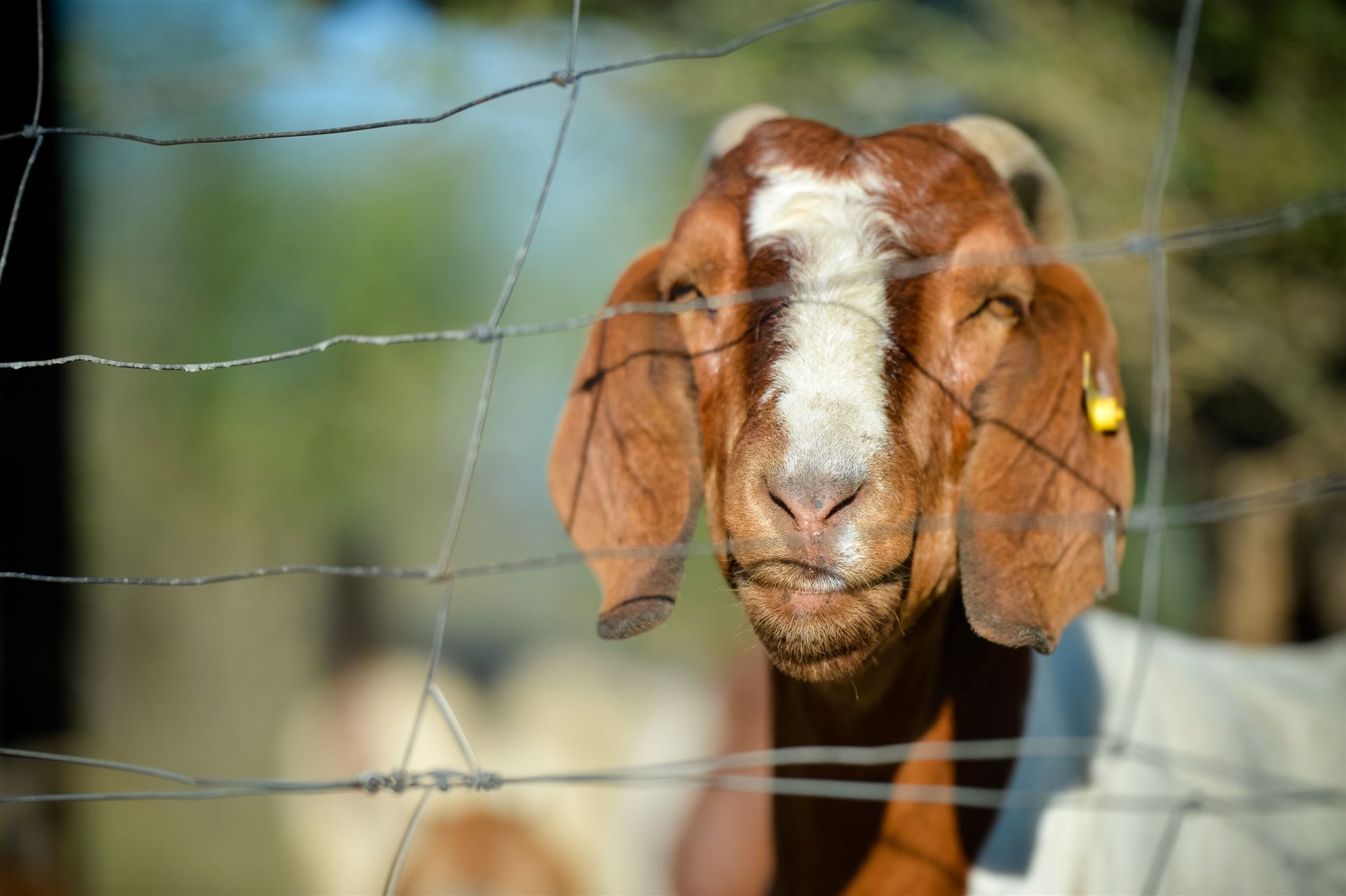 Boer goat close-up
