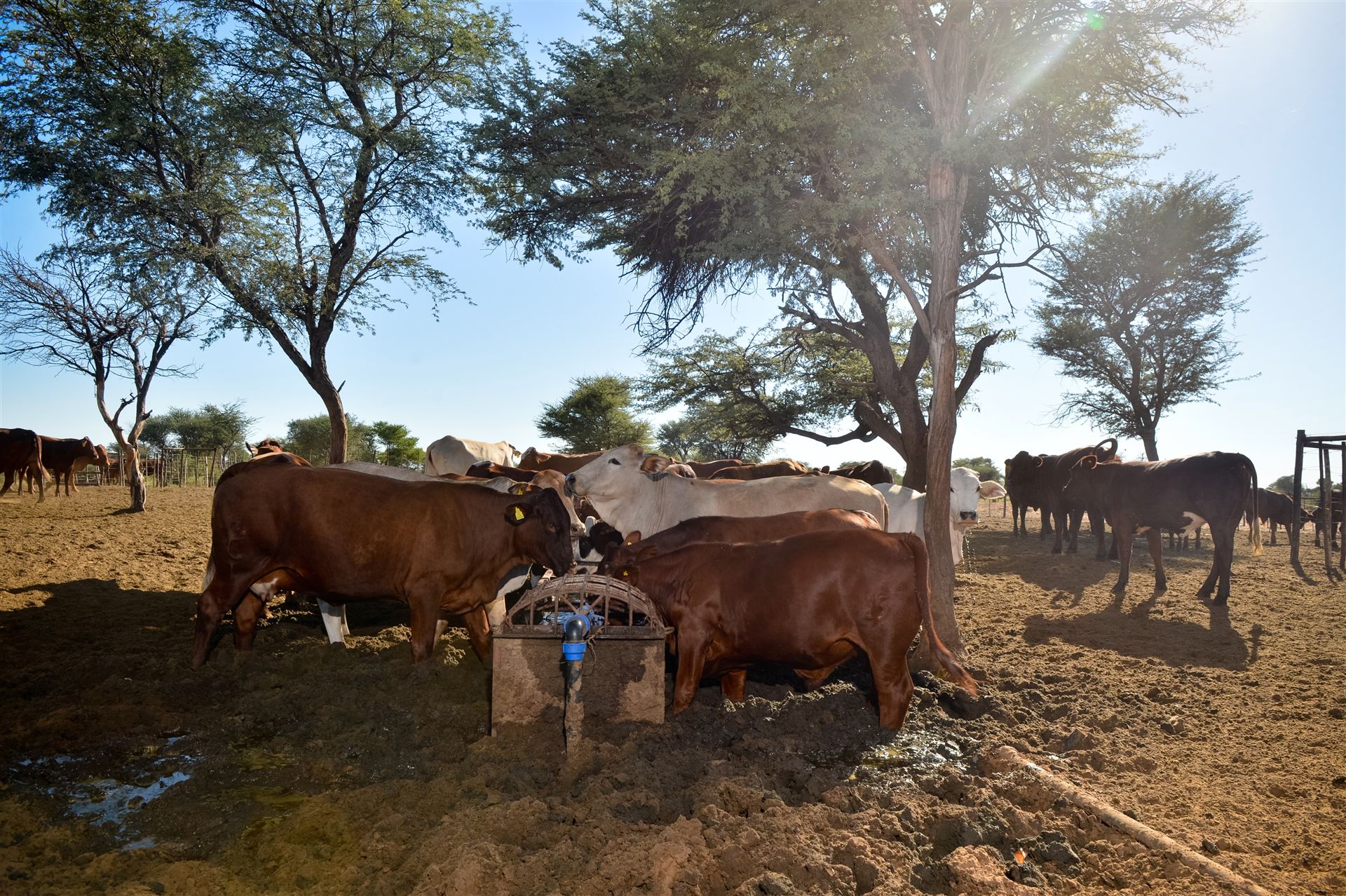 Cattle drinking at a waterpoint under camelthorn trees