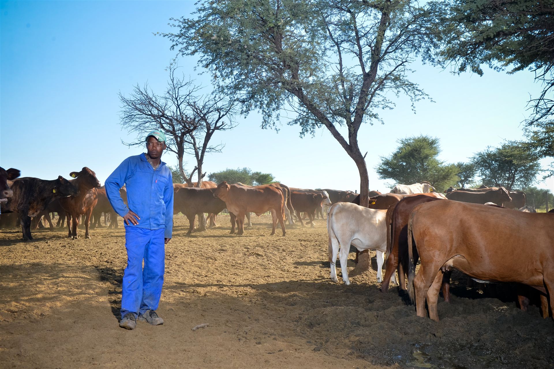 Ranch herdsman standing proudly with the cattle herd