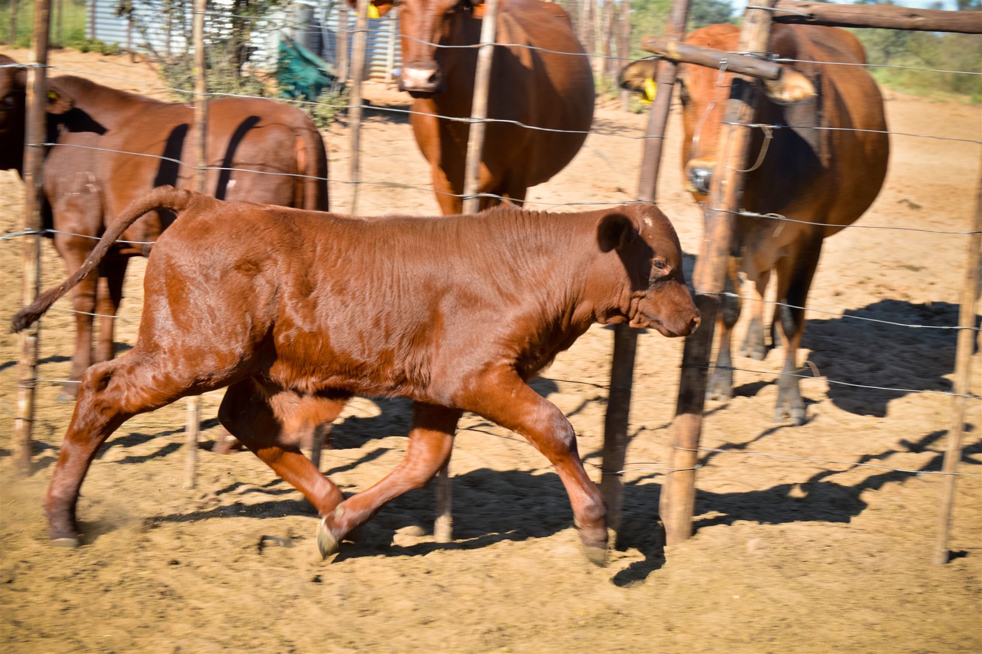 Calf trotting in the kraal